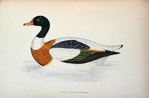 普通雪鸭(彩色雕刻) 作者 法语学校