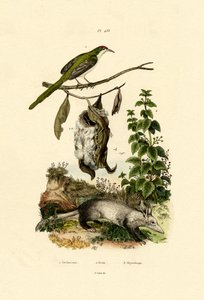 共同的Tailorbird，1833-39 作者 法语学校
