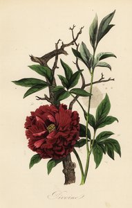 普通牡丹、芍药、蜘蛛网 作者 法语学校