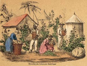Cotton (coloured engraving) 作者 法语学校