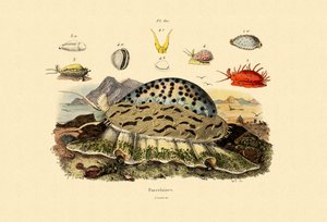 Cowrie Shells，1833-39 作者 法语学校