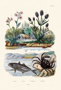 螃蟹，1833年至1939年 作者 法语学校