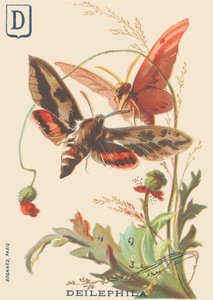 D：Deilephila（Deilephila elpenor或葡萄的大狮身人面像） 作者 法语学校
