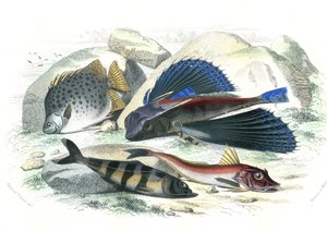 Dactyloptere pirapede (Dactylopterus pirapeda) 飞鱼、Chetodon argus (scatophagus argus)、centronote Pilote (echeneis naucrate)、Trigle Lyre (Genicanthus Melanospilos) - 从 Bernard Germain de Lacepede (1856-192) 的 Histoire Naturelle 中提取的板块 作者 法语学校