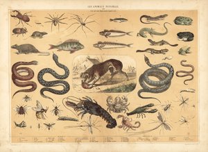 Dangerous animals (colour litho)   1431344   zh       chinese Successfully Translated  Original: Duck, Duck, Duck 3 Translat: Duck, Duck, Duck 3 1470191 zh chinese Successfully Translated Original: Revenge At Uguisuzuka (colour woodcut) Translat: Revenge A 作者 法语学校