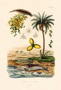 枣椰树，1833-39 作者 法语学校