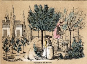 作物和丝绸产品的描述：种植Muriers。Jules DELBRUCK创作的 "les Recreations instructives "中的 "la soie "板块，1860年的雕刻。私人收藏。 作者 法语学校