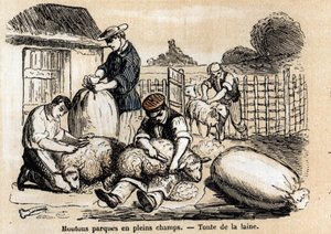 描述羊的各种用途和产品：切羊。Jules DELBRUCK创作的 "les Recreations instructives "中的 "Les moutons "板块，1860年的雕刻。私人收藏。 作者 法语学校