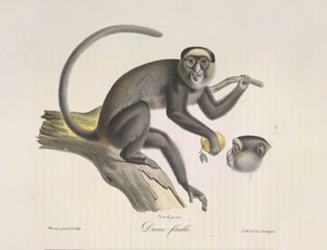 Diane femelle，一只雌猴，选自《哺乳动物的自然史》（彩色石版画）。 作者 法语学校