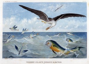 Dorades、Pisces volants、Albatros - 见 Alfred Fredol 编著的《海洋世界》，巴黎，Hachette 出版社。 作者 法语学校