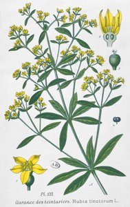 Dyers Madder（Rubia Tinctorum） 作者 法语学校