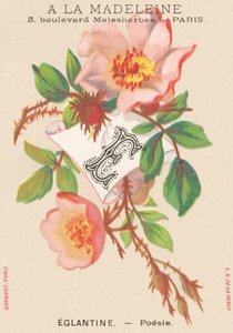 E：Eglantine-诗歌 作者 法语学校