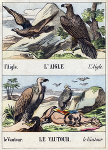 鹰和秃鹫。 雕刻在“Buffon Alphabet des Oiseaux n 1”。 3rd Serie N 1. Epinal, Epinal, 19 世纪后期的成像。 16 页。 尺寸：28x21cm 作者 法语学校