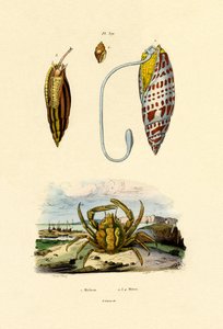 翡翠蟹，1833-39 作者 法语学校