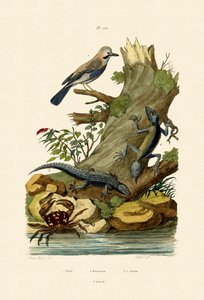 Eurasian Jay，1833-39 作者 法语学校