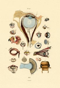 眼睛，1833-39 作者 法语学校