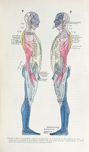 图381和382神经系统，来自J. Dejerine的Semiologie des Affections du System Nerveux，1914年 作者 法语学校