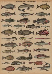 Fish (coloured engraving) 作者 法语学校