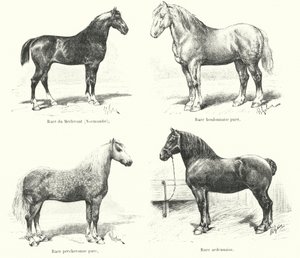四个法国马种：梅勒罗（Merlerault）、布隆内（Boulonnaise）、佩歇龙（Percheronne）、阿登纳（Ardennaise）（雕刻 作者 法语学校