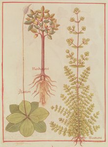 Fr 12322 f.180v车前草，马郁兰和曼德拉克，来自Livre des Simples Medecines，c.1520-30 作者 法语学校