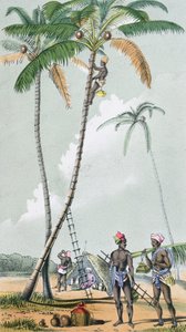 收集椰子在印度准备Toddy（彩色雕刻） 作者 法语学校