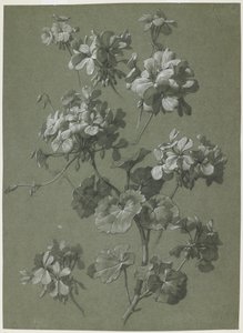 天竺葵（天竺葵属），c.1800（木炭和白色粉笔，绿色编织） 作者 法语学校