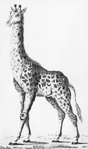 Levaillant先生在非洲旅行时带回了长颈鹿，来自物理学，自然历史和艺术观察的插图，致力于经理。艺术计数，1789年12月 作者 法语学校