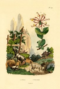 山羊，1833年至1939年 作者 法语学校