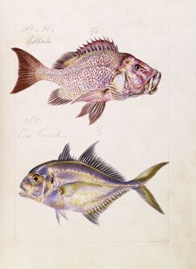 棉兰等，约1850年 作者 法语学校