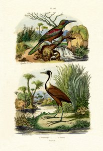 伟大的雅加玛，1833年至1939年 作者 法语学校