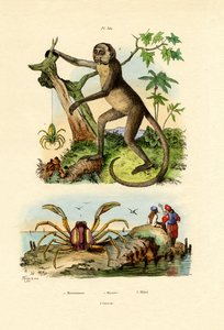 绿色猎人蜘蛛，1833-39 作者 法语学校