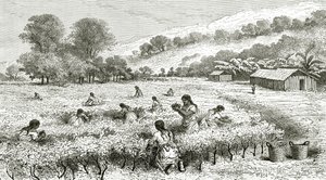 收获的古柯，秘鲁，插图来自世界旅游杂志，1877年 作者 法语学校