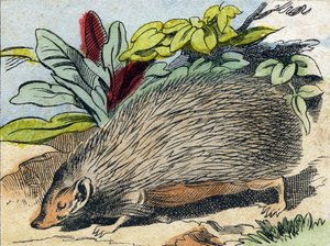 赫里森。 雕刻“Buffon Alphabet des Animaux”。第三系列 N 1。Epinal，Epinal，19 世纪后期的成像。16 页。尺寸：28x21cm 作者 法语学校