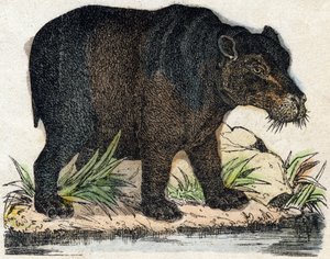 河马。 雕刻在“”Alphabet des animaux sauvages””。 第 9 个系列。 埃皮纳勒 (Epinal)、佩勒林 (Pellerin) 的图像，大约 1870 年。木版画，钢印。 16 页。 昏暗：20 x 15 厘米。 私人收藏 作者 法语学校
