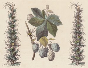 啤酒酿造用啤酒花（彩色雕刻） 作者 法语学校