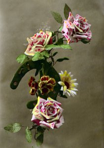 马蹄和花c.1898（手绘照片） 作者 法语学校