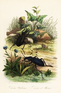 巨大的紫罗兰地面甲虫，Carabus scabrosus 作者 法语学校