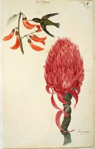 蜂鸟（Trochilidae）和菠萝（Ananas comosus） by Lejeune 作者 法语学校