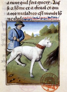 用皮带牵着的猎狗--载于 "Foix伯爵、Béarn领主Gaston Phoebus的狩猎书" 作者 法语学校