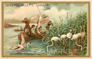 Hunting flamingos, Spain (chromolitho) 作者 法语学校