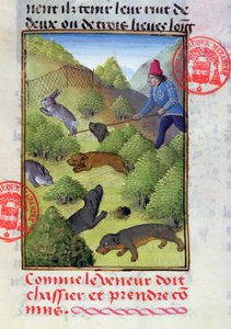 15世纪初，由Gaston Phebus的Livre de la Chasse狩猎带有狗和网的兔子 作者 法语学校