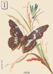 I: Iris (Apatura iris or Great Mars changing) 作者 法语学校