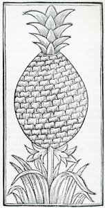 冈萨罗-费尔南德斯-德-奥维多（1478-1557）的《De la natural hystoria de las Indias》中的插图。 作者 法语学校