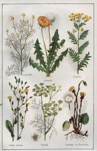 H.M.Menier 医生的《Mon docteur - Traite de Medecine et d