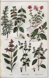 插图选自《Mon docteur, traite de medecine et d