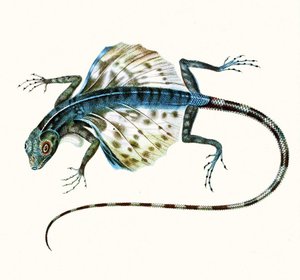 滑翔蜥蜴的插图 - 德拉科Volans 1831（彩色雕刻） 作者 法语学校