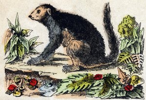 因德里（列穆里亚语）。 雕刻在“”Alphabet des animaux sauvages””。 第 9 个系列。 埃皮纳勒 (Epinal)、佩勒林 (Pellerin) 的图像，大约 1870 年。木版画，钢印。 16 页。 昏暗：20 x 15 厘米。 私人收藏 作者 法语学校