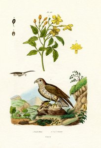 茉莉花，1833-39 作者 法语学校