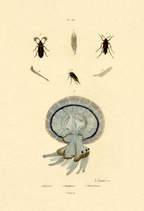水母，1833-39 作者 法语学校
