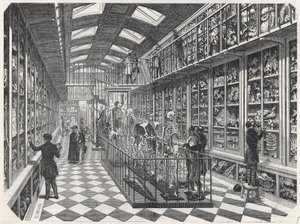 巴黎医学院--比较解剖学画廊--埃德蒙-特克西尔1852年在 "巴黎表 "上的版画。 作者 法语学校